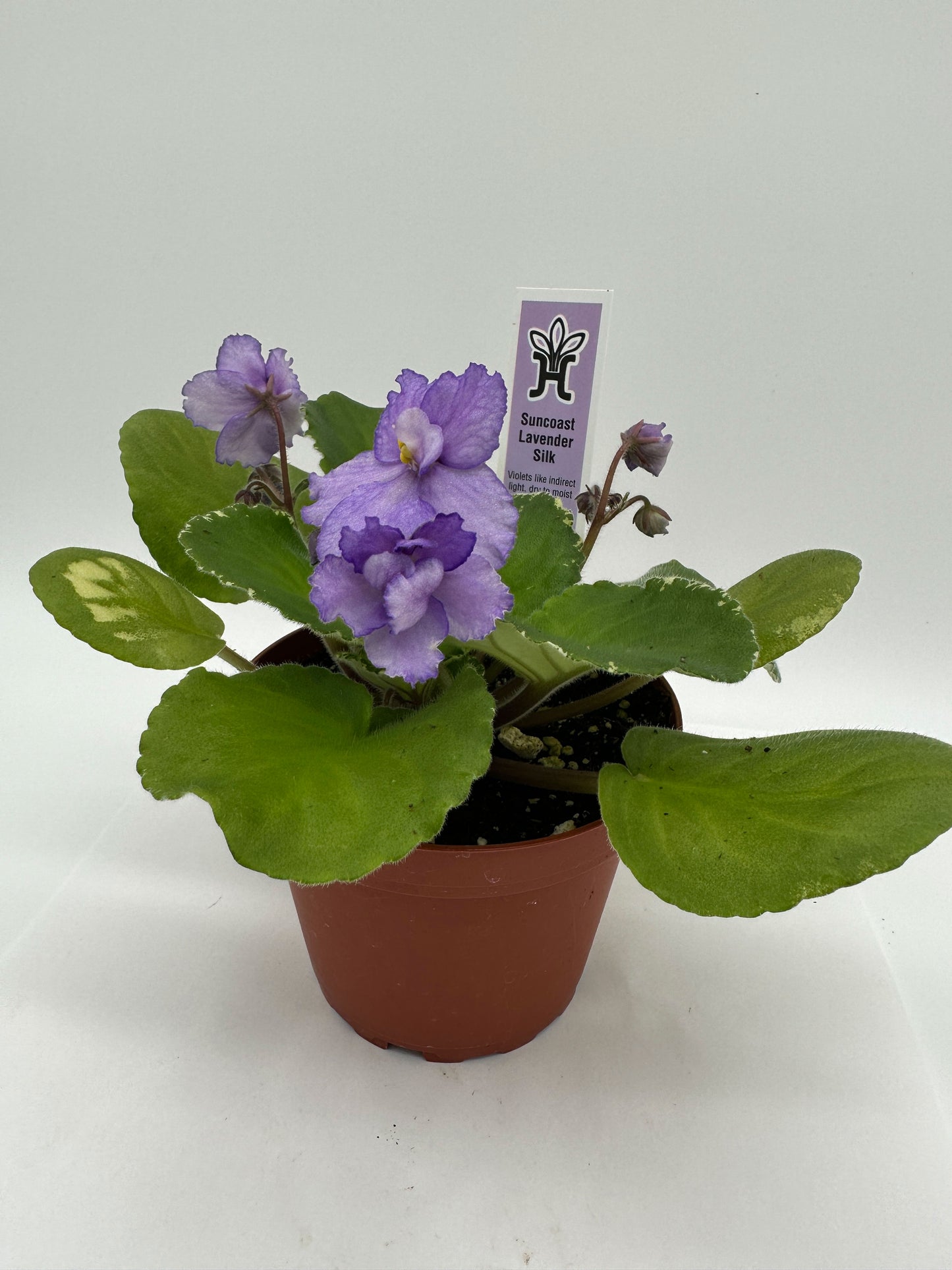 Suncoast Lavender Silk - Live African Violet 4"