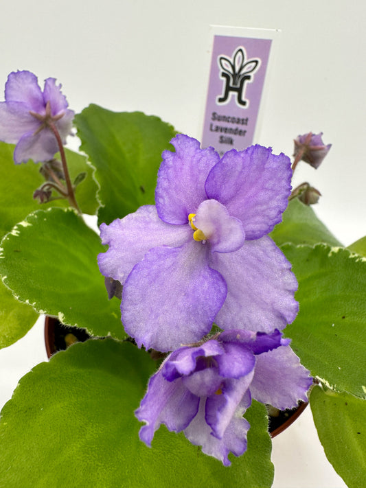 Suncoast Lavender Silk - Live African Violet 4"