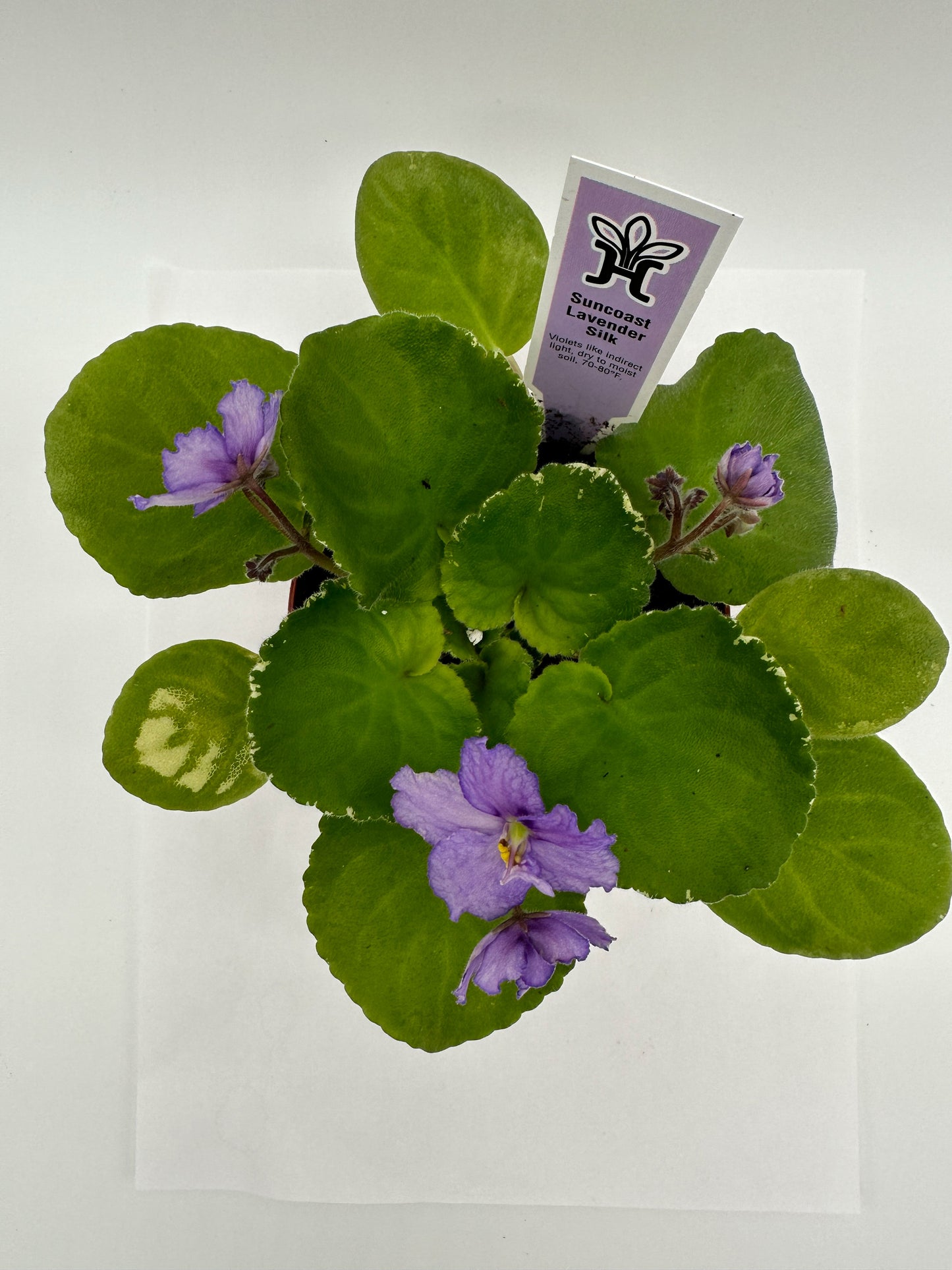 Suncoast Lavender Silk - Live African Violet 4"