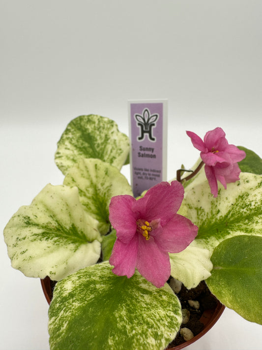 Sunny Salmon - Live African Violet 4"