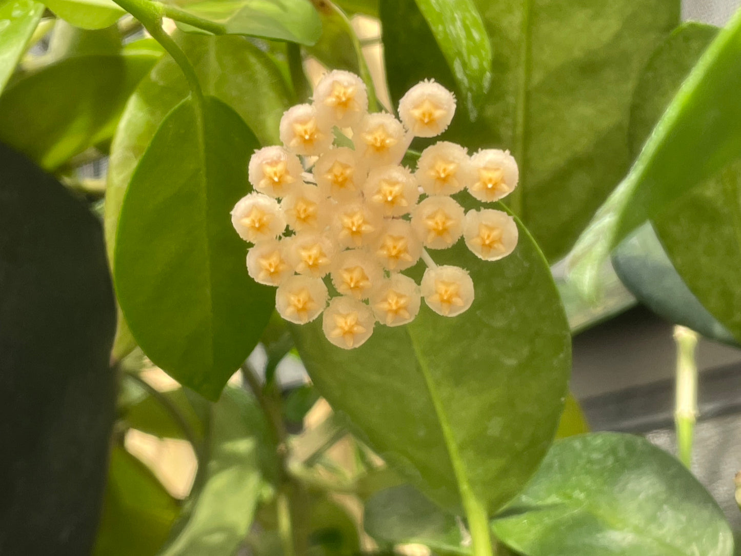 Sunrise - Live Hoya 4"
