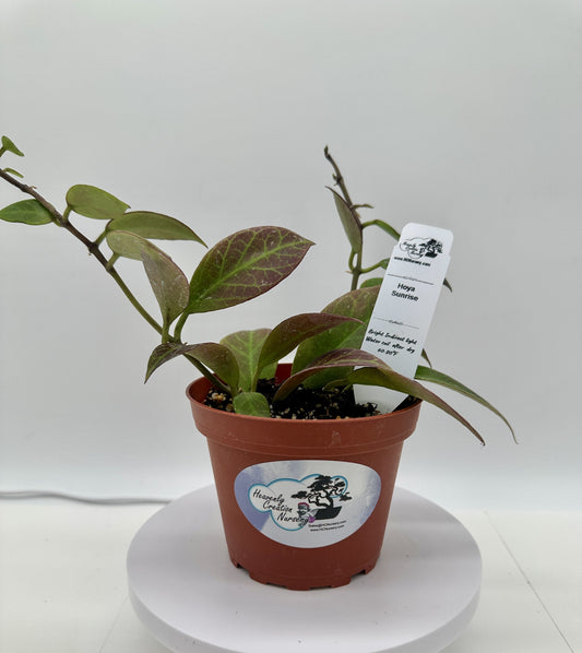 Sunrise - Live Hoya 4"