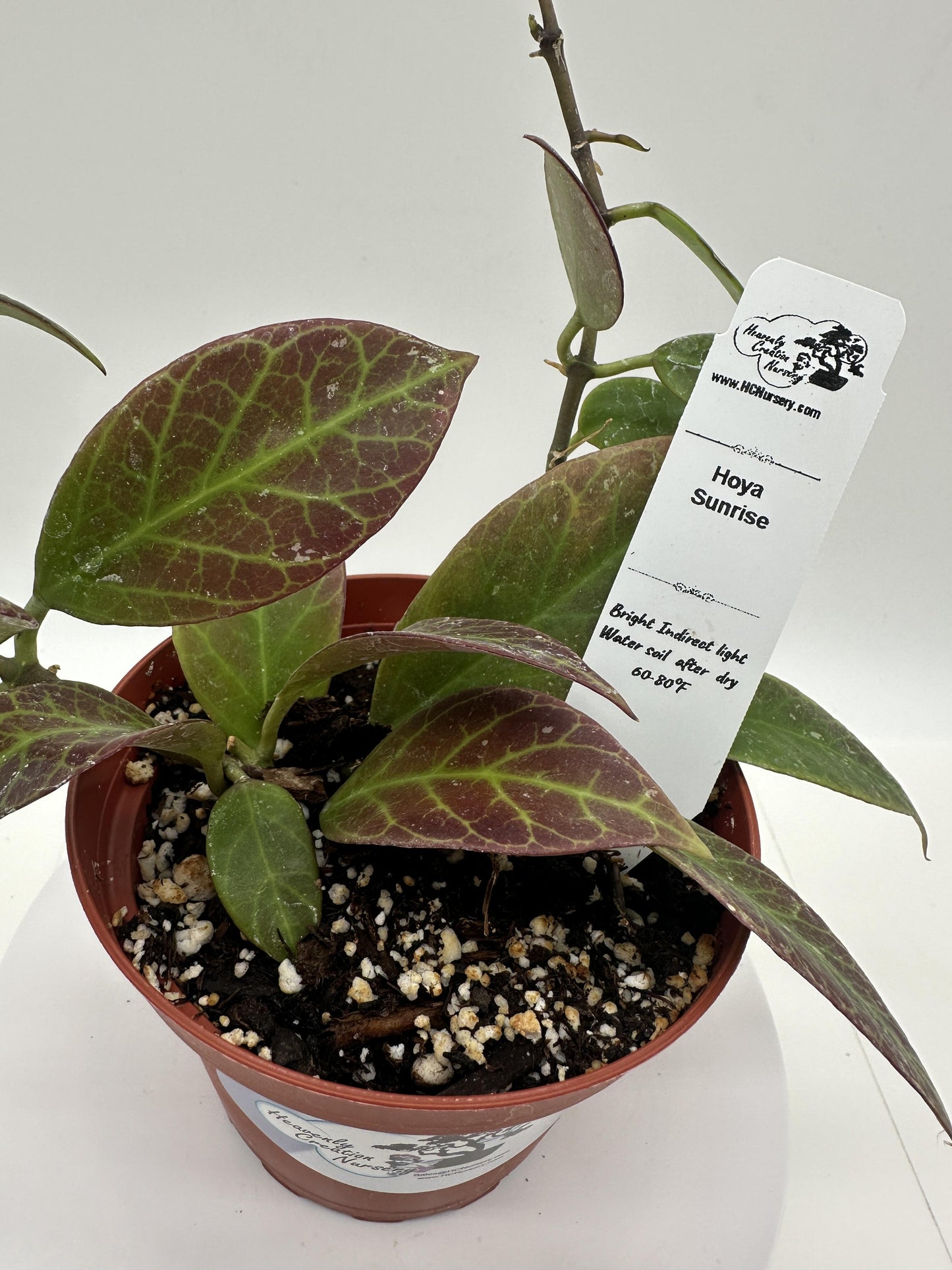 Sunrise - Live Hoya 4"
