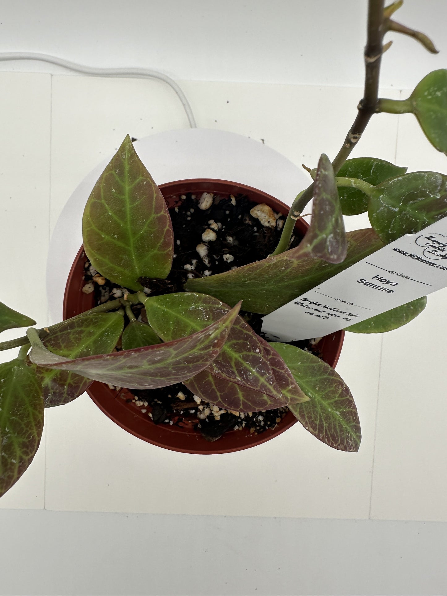 Sunrise - Live Hoya 4"