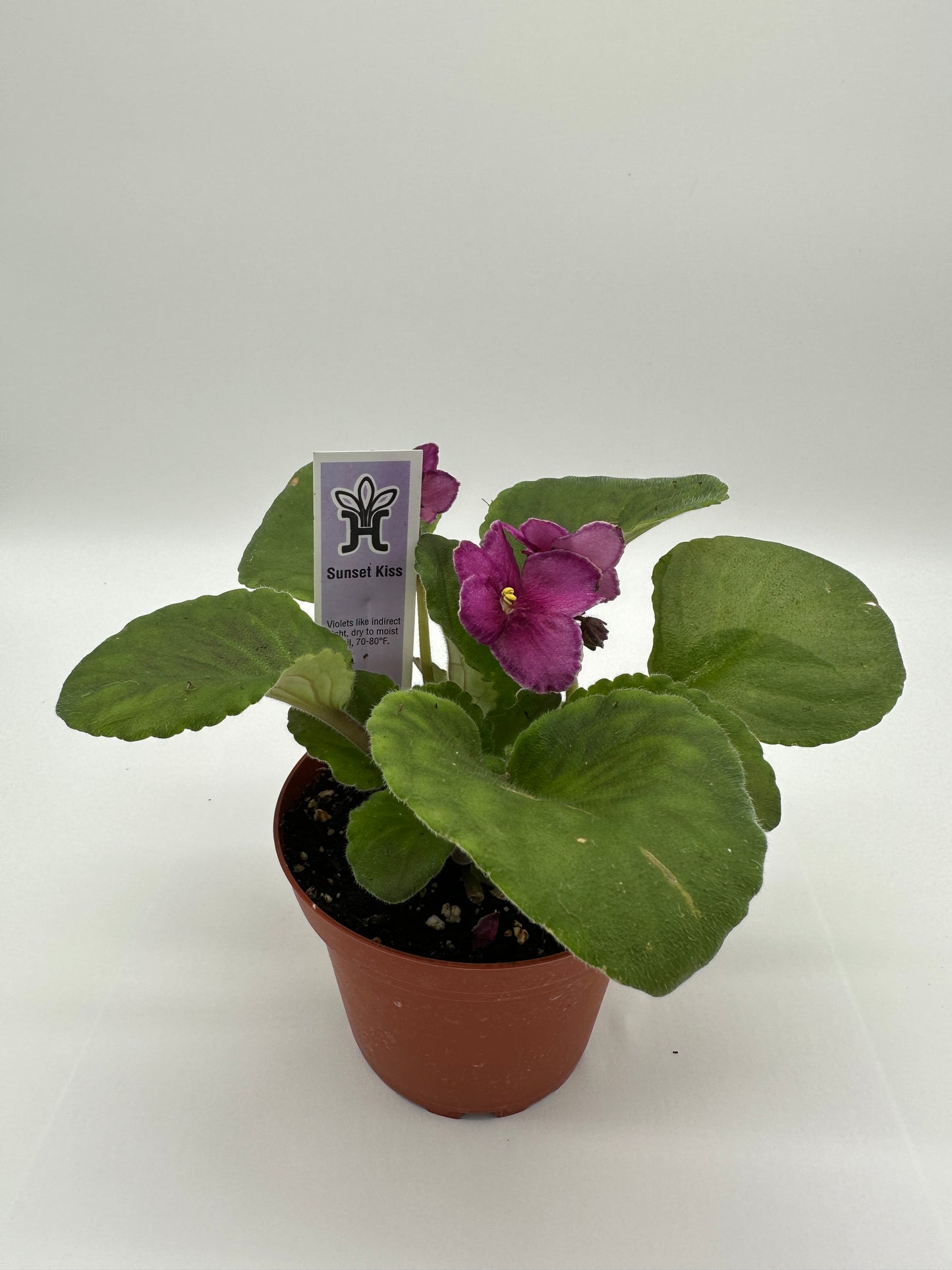 Sunset Kiss - Live African Violet 4"