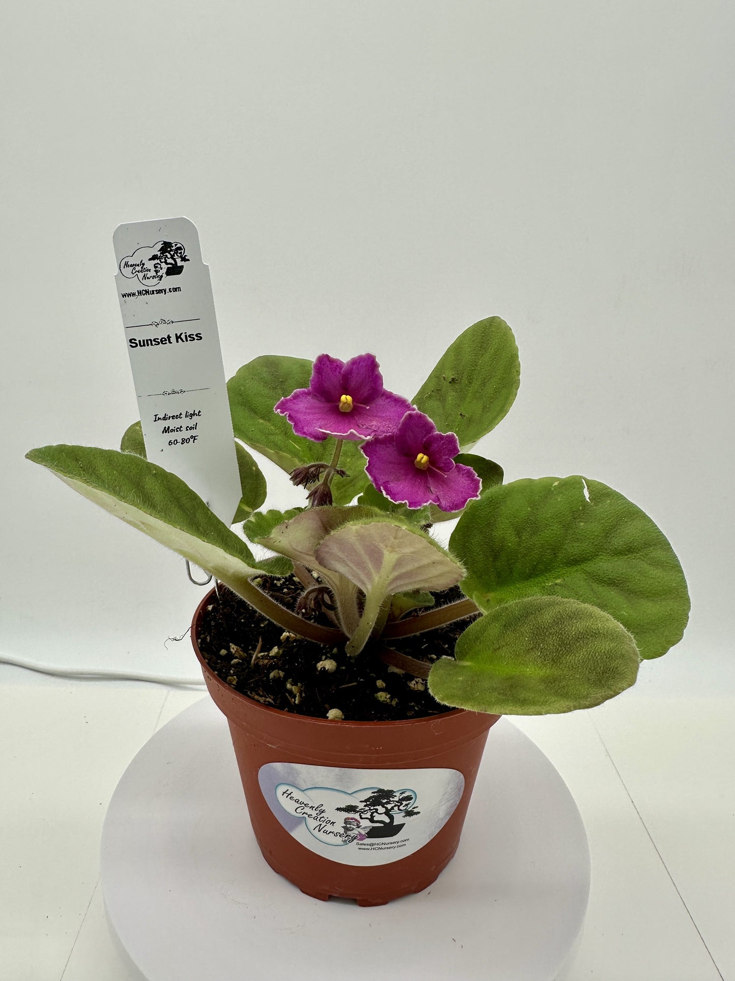 Sunset Kiss - Live African Violet 4"