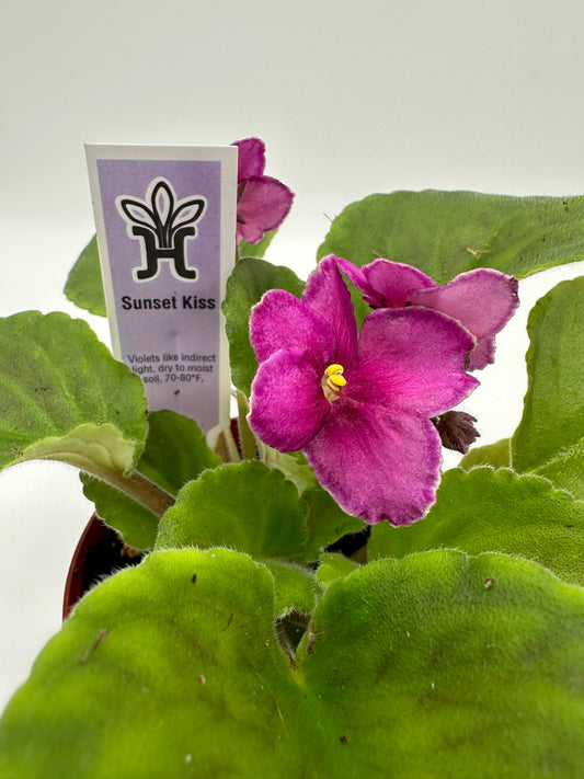 Sunset Kiss - Live African Violet 4"