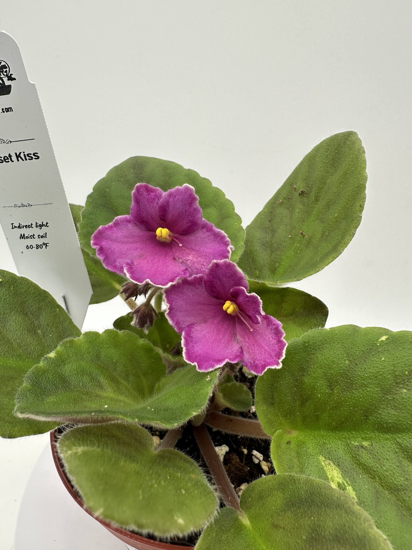 Sunset Kiss - Live African Violet 4"