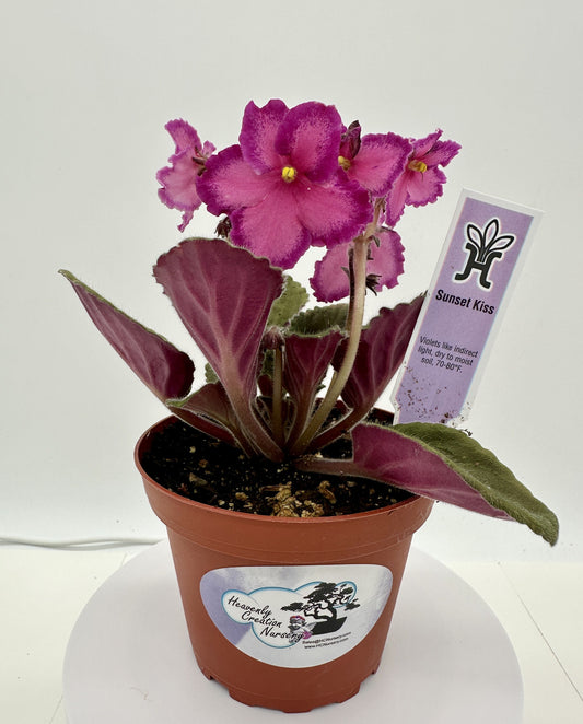 Sunset Kiss - Live African Violet 4"