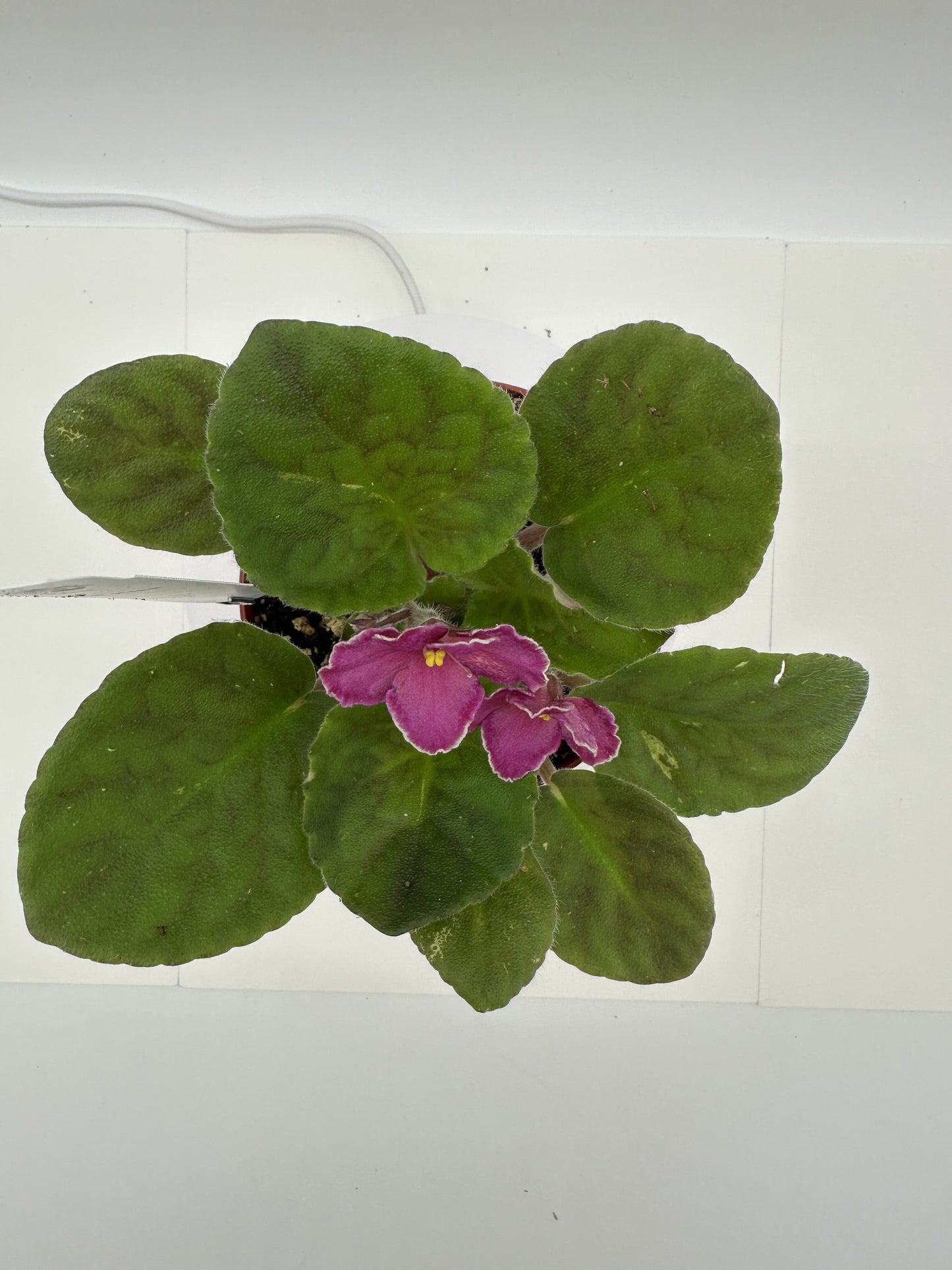 Sunset Kiss - Live African Violet 4"