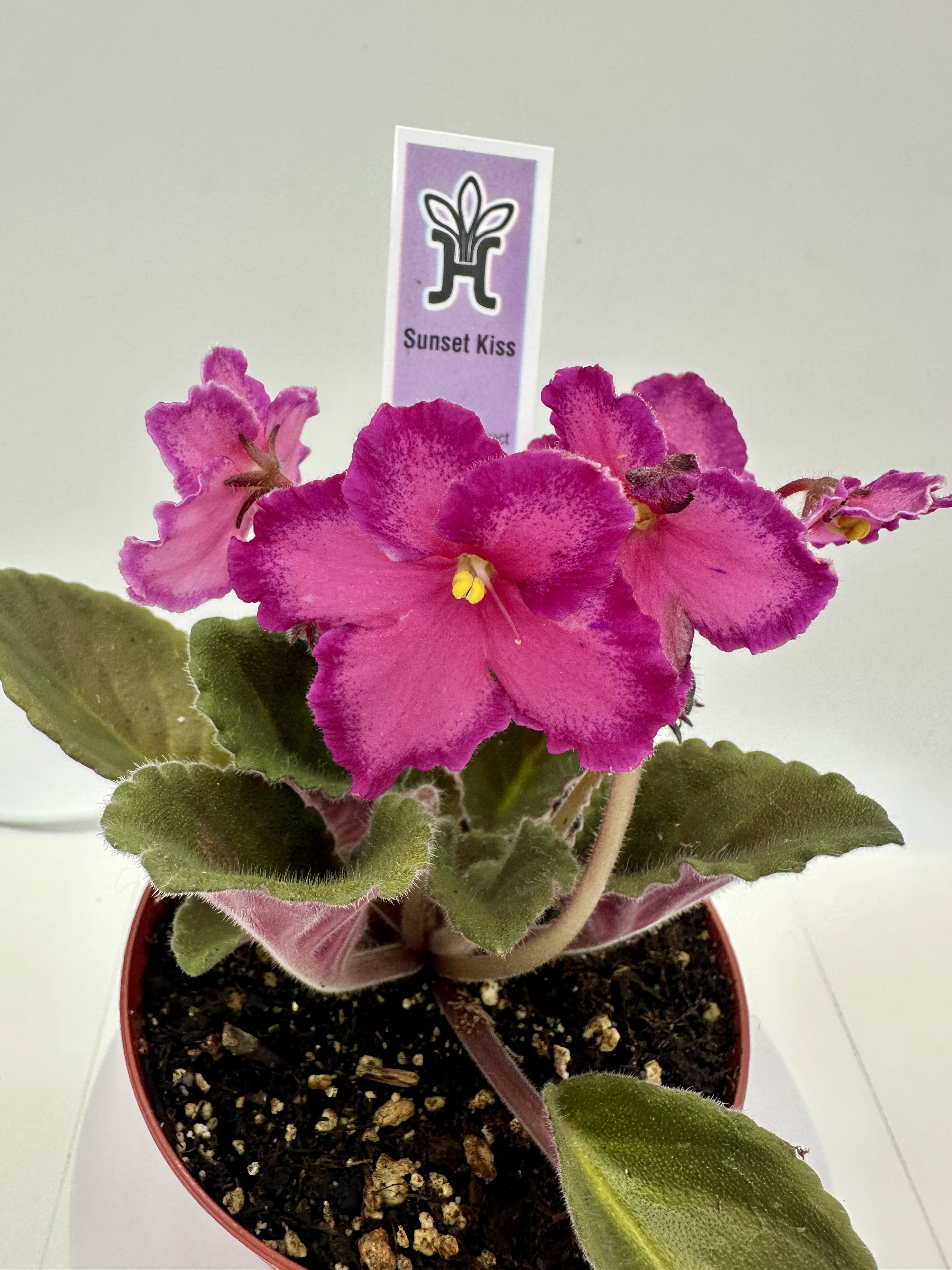 Sunset Kiss - Live African Violet 4