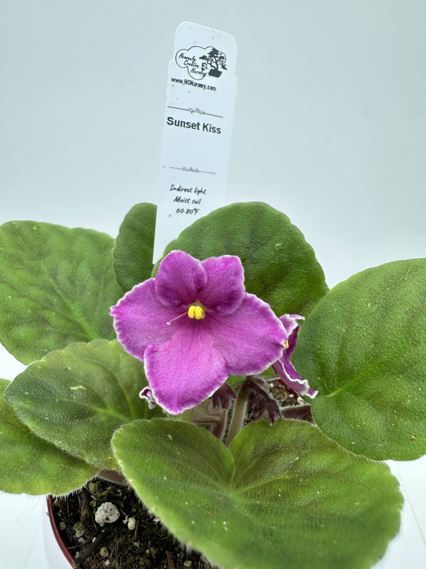 Sunset Kiss - Live African Violet 4"