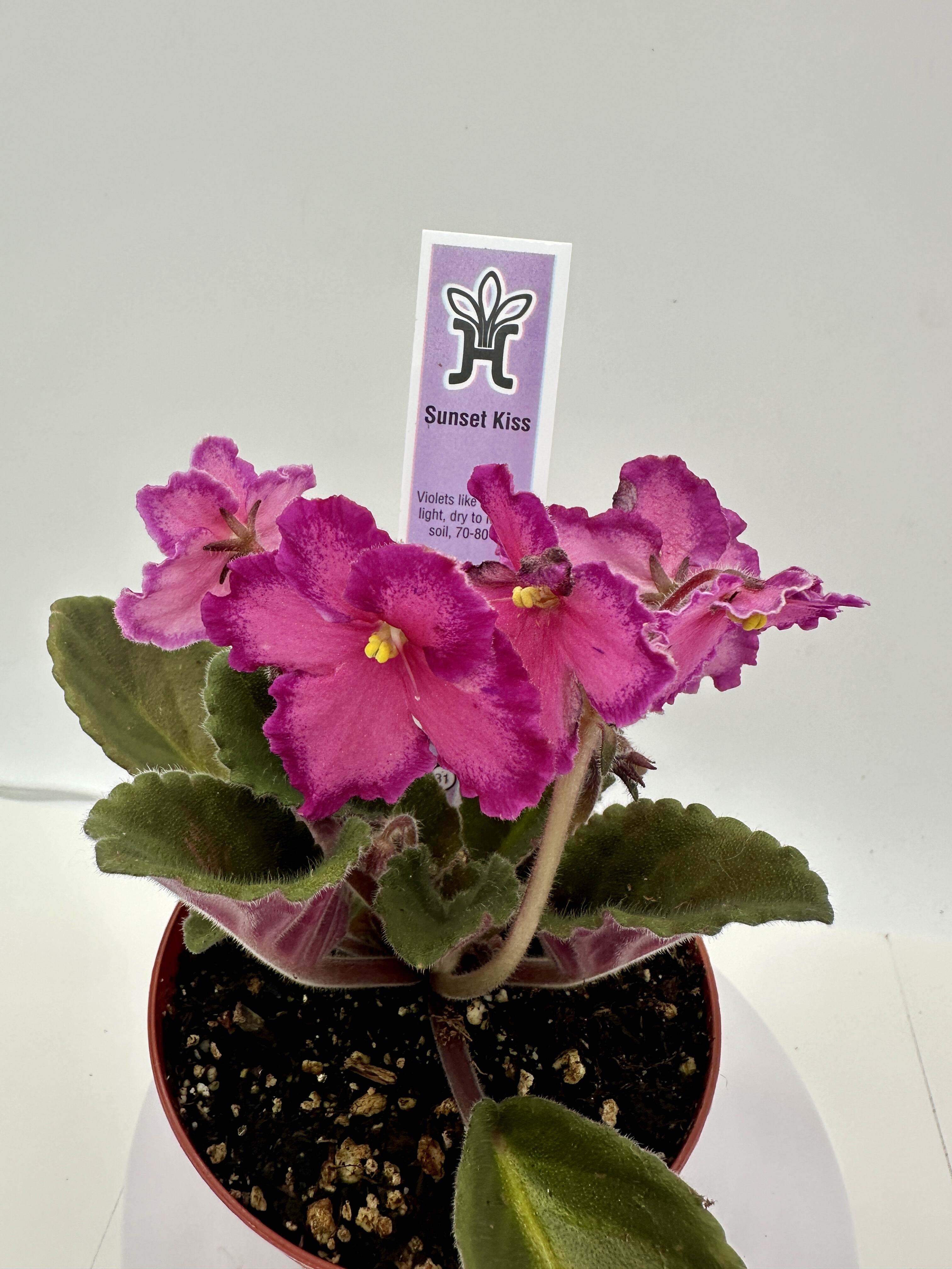 Sunset Kiss - Live African Violet 4