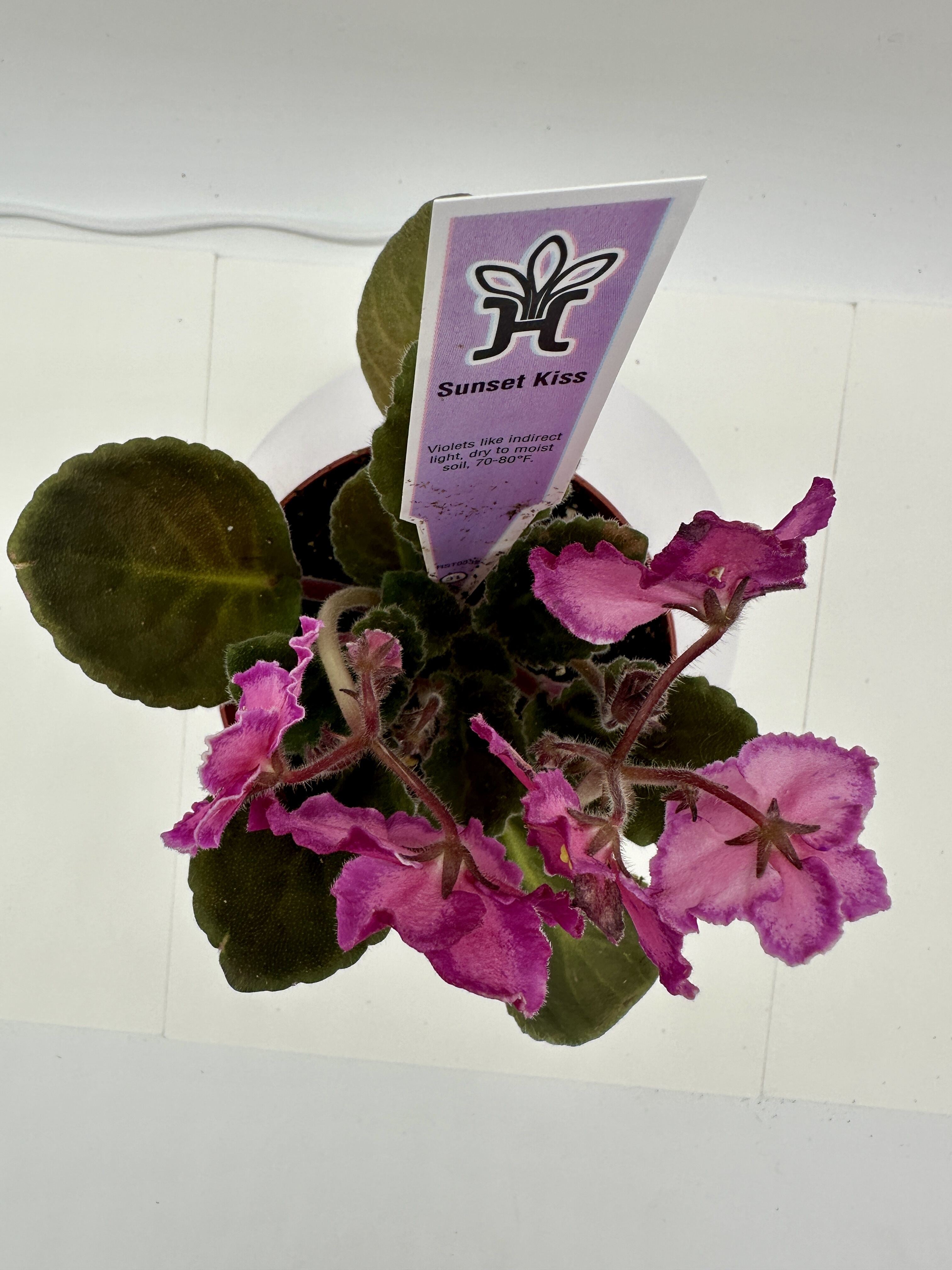 Sunset Kiss - Live African Violet 4