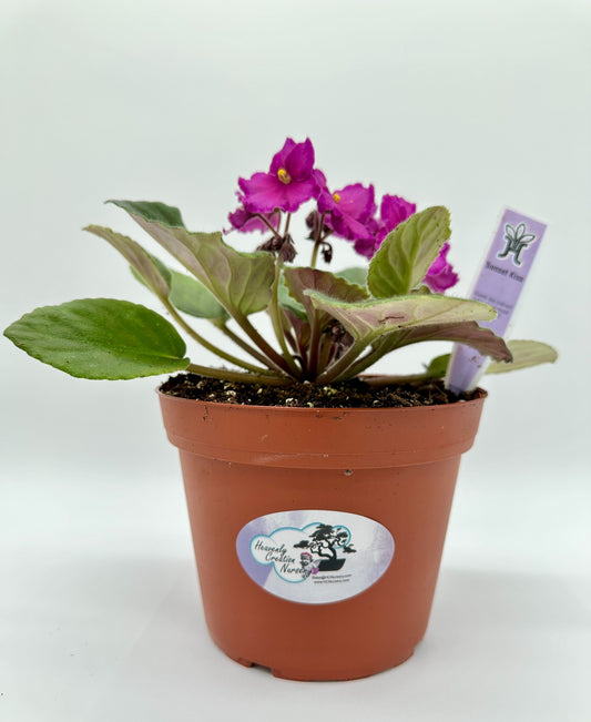 Sunset Kiss - Live African Violet 6"