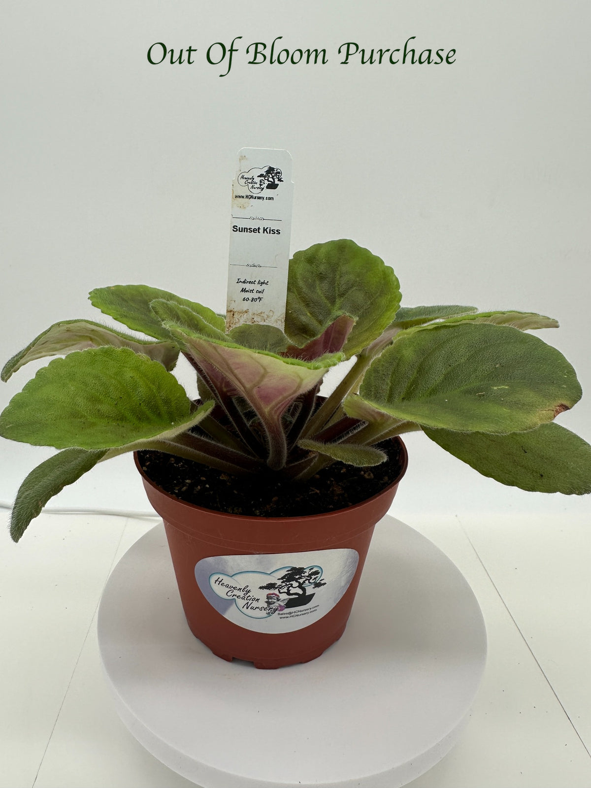 Sunset Kiss - Live African Violet 4"