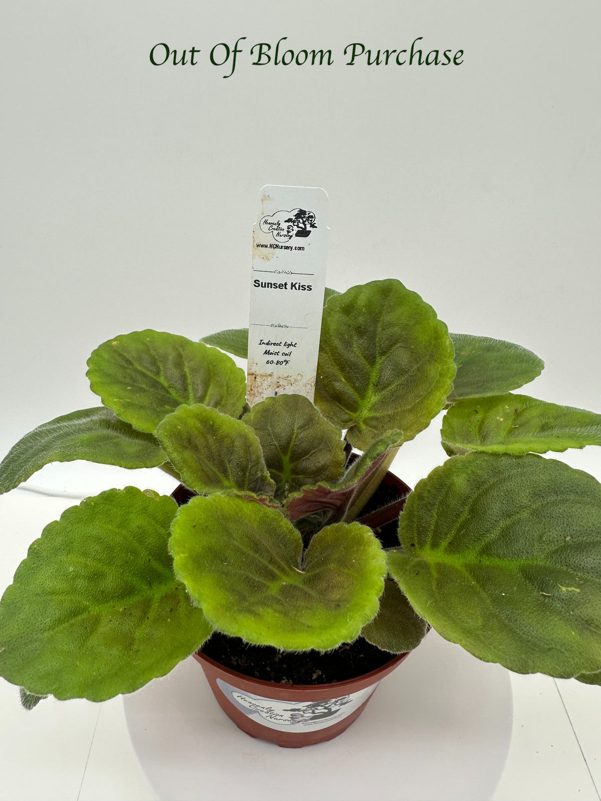 Sunset Kiss - Live African Violet 4"