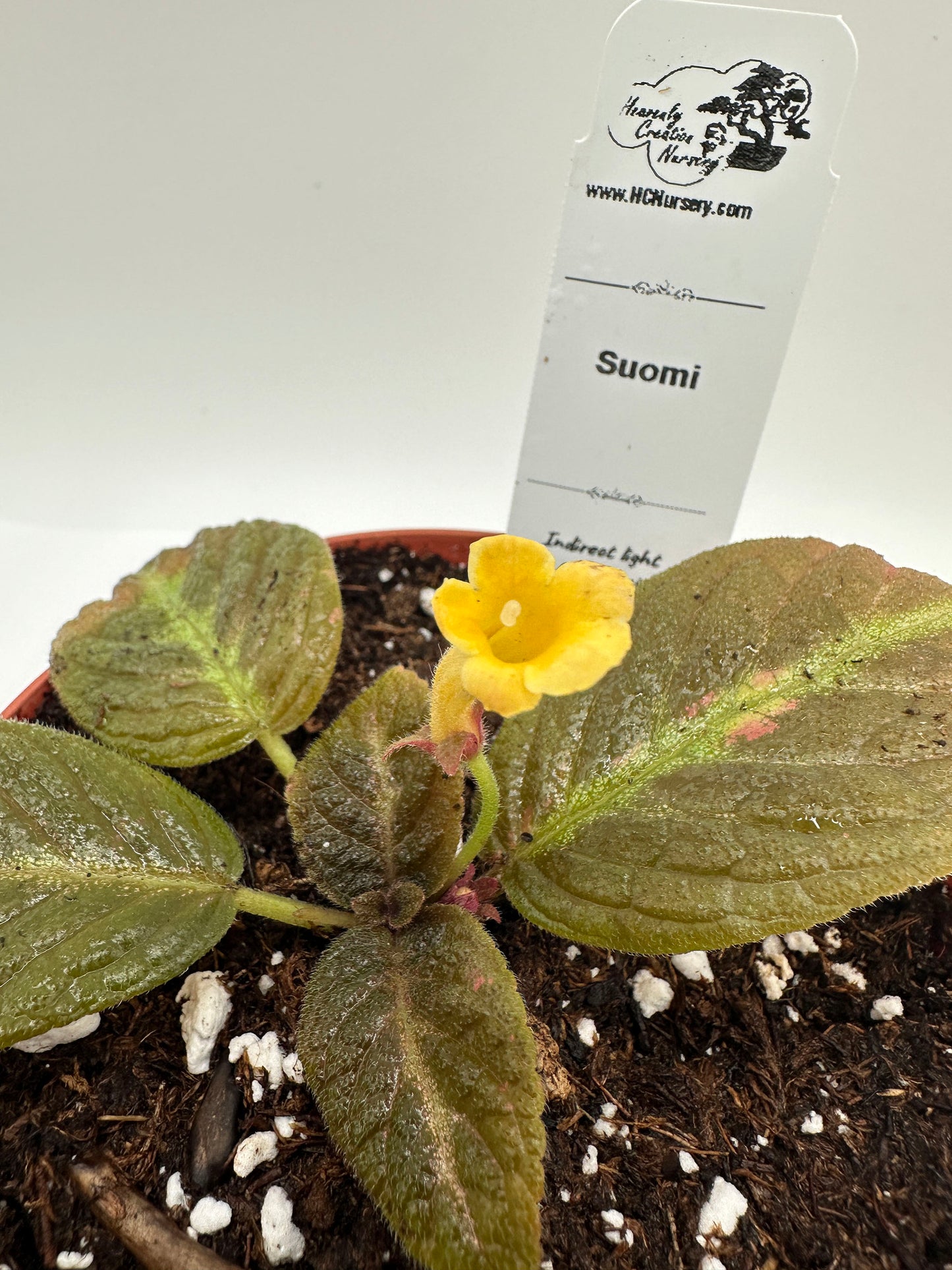 Suomi - Live Episcia 4" (Elite)