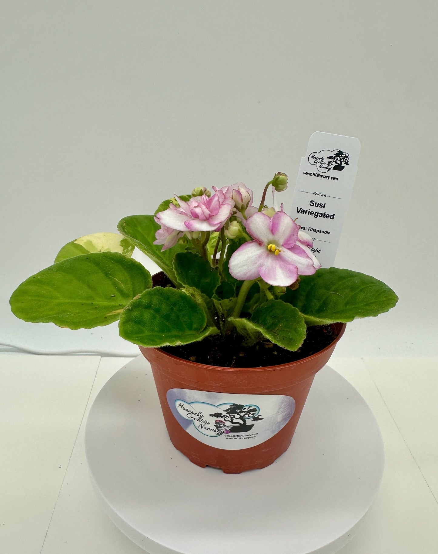 Susi - Variegated (Rare) - Live African Violet 4" - Series: Rhapsodie