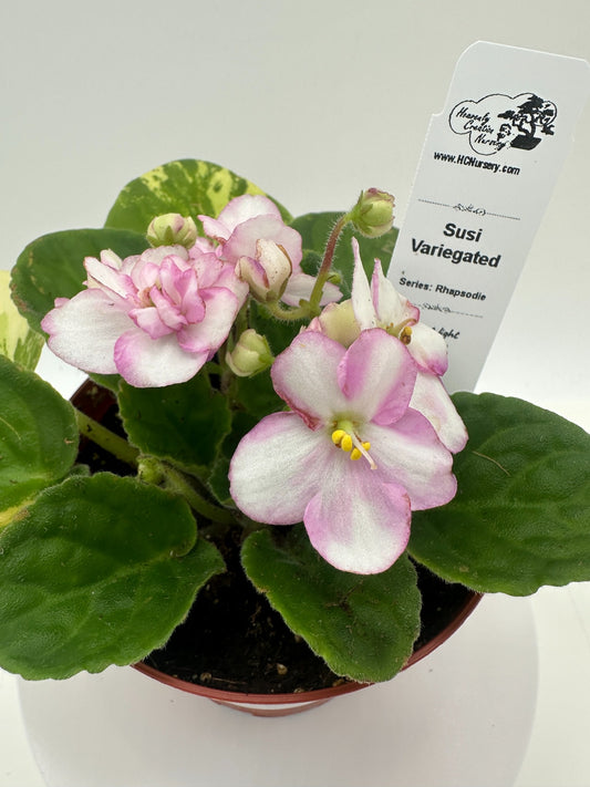 Susi - Variegated (Rare) - Live African Violet 4" - Series: Rhapsodie
