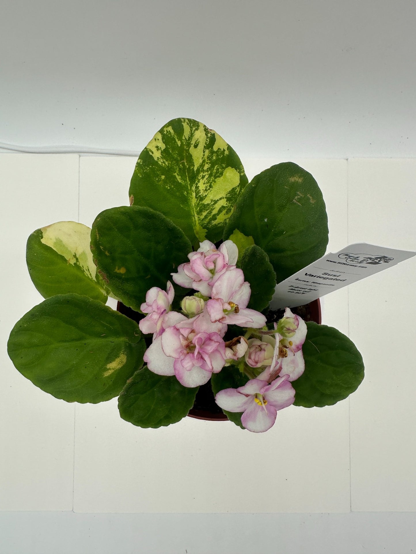 Susi - Variegated (Rare) - Live African Violet 4" - Series: Rhapsodie