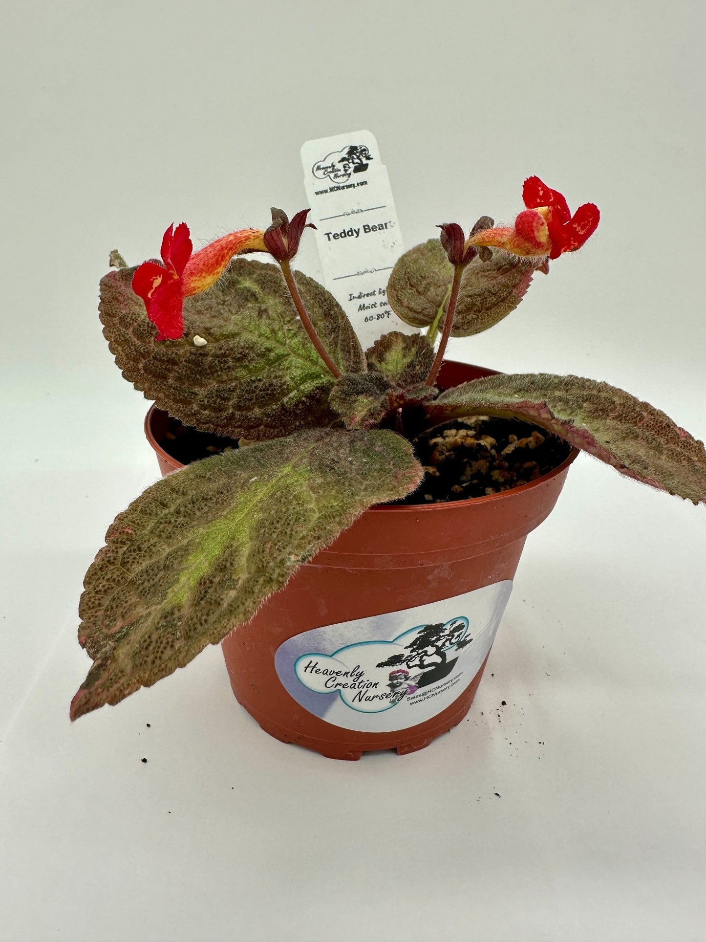 Teddy Bear - Live Episcia 4"