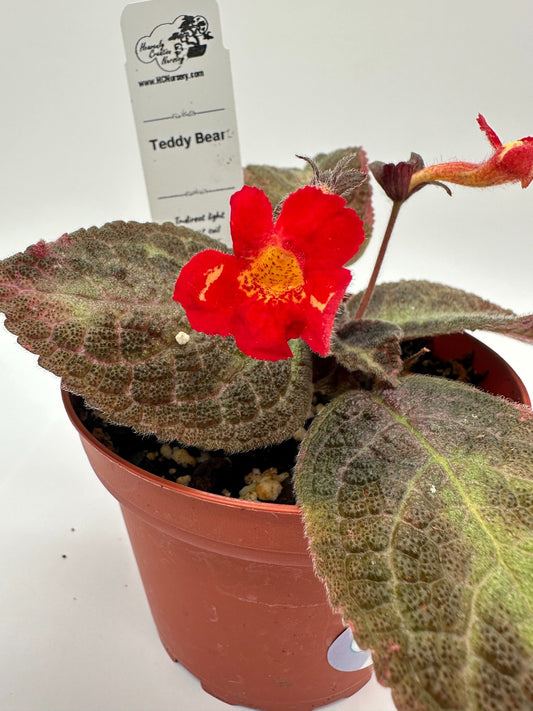 Teddy Bear - Live Episcia 4"