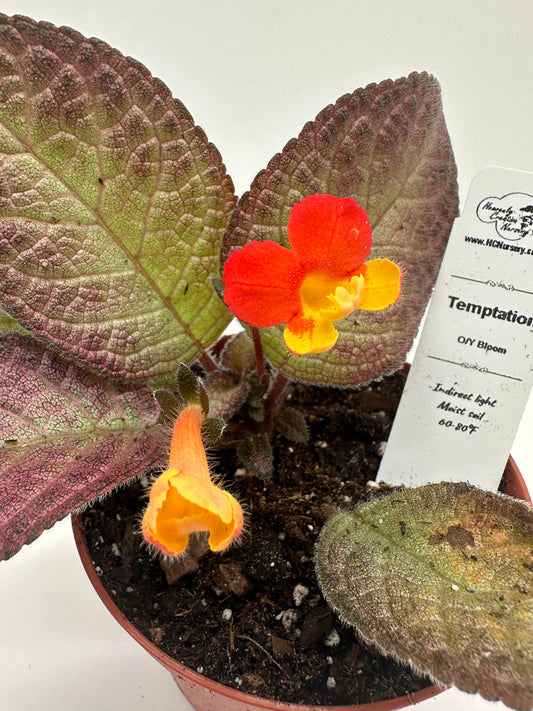 Temptation Orange/Yellow Bloom - Live Episcia 4"