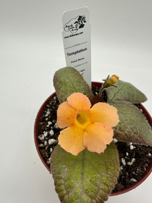 Temptation - Peach Hybrid - Live Episcia 4"