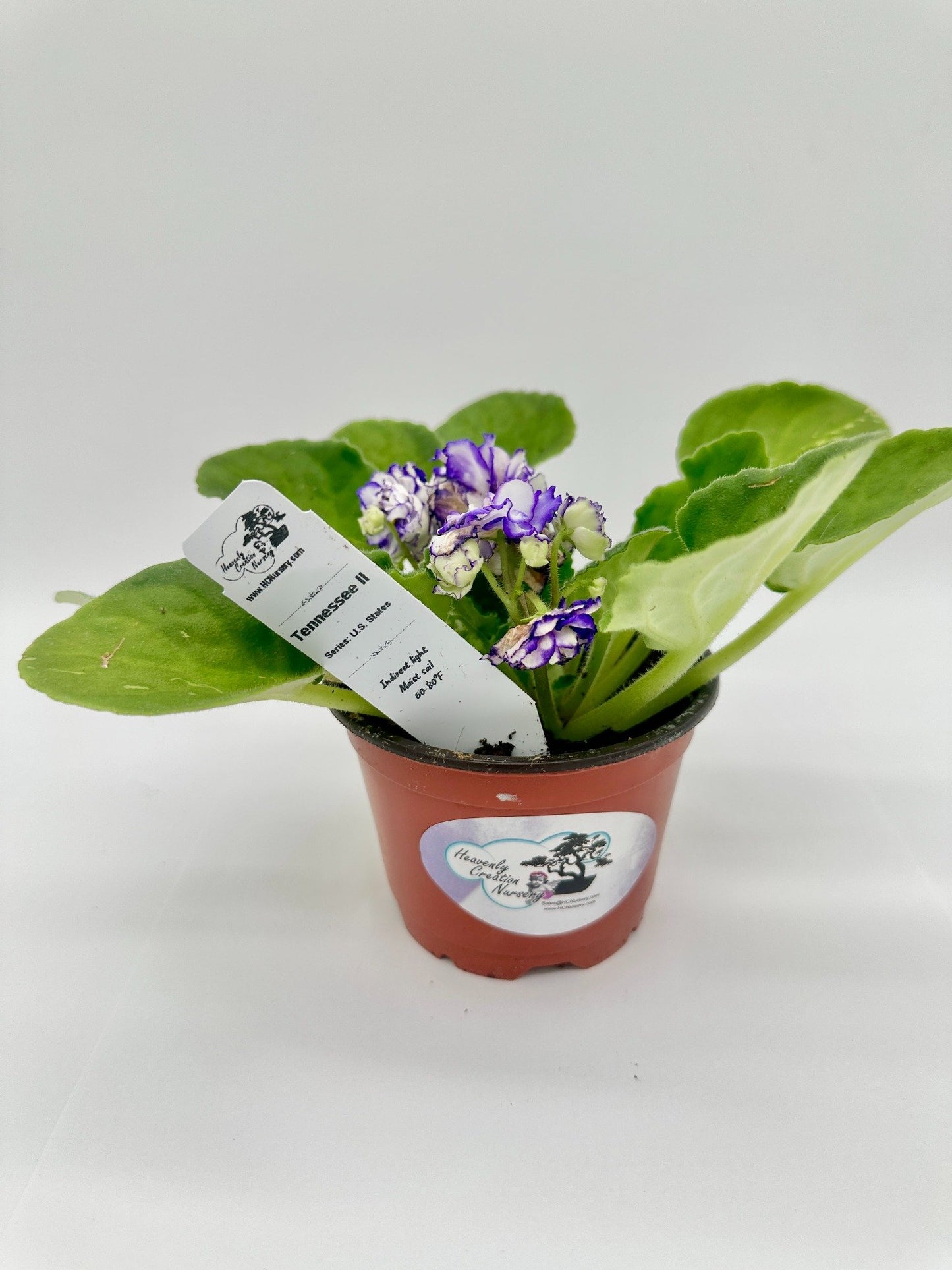 Tennessee II - Live African Violet 4" - Series: U.S. States