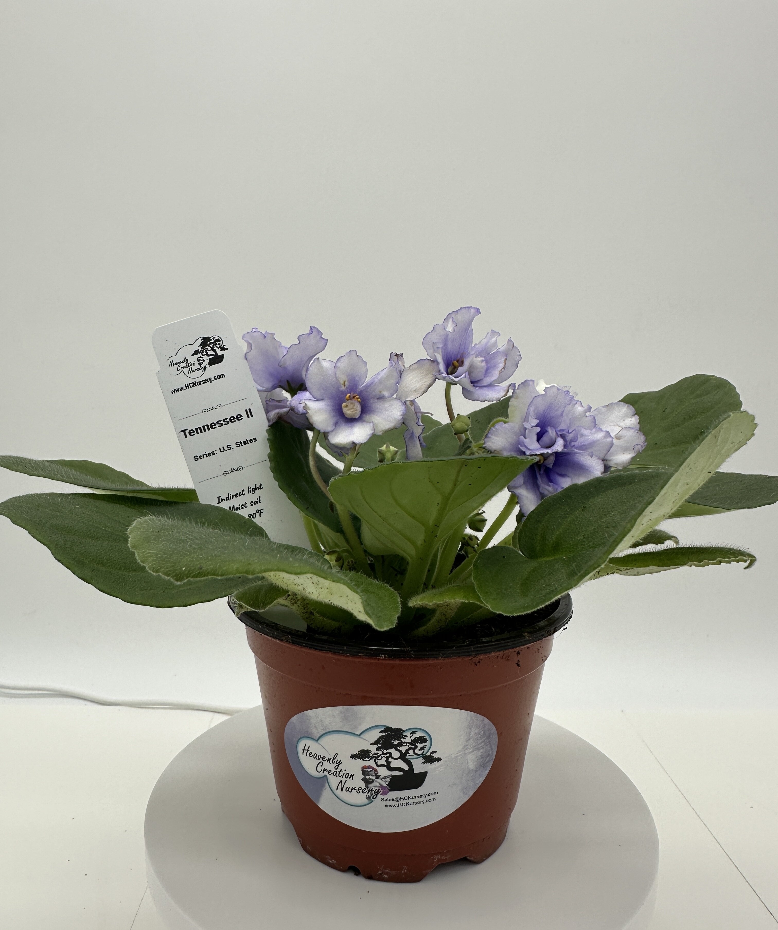 Tennessee II - Live African Violet 4