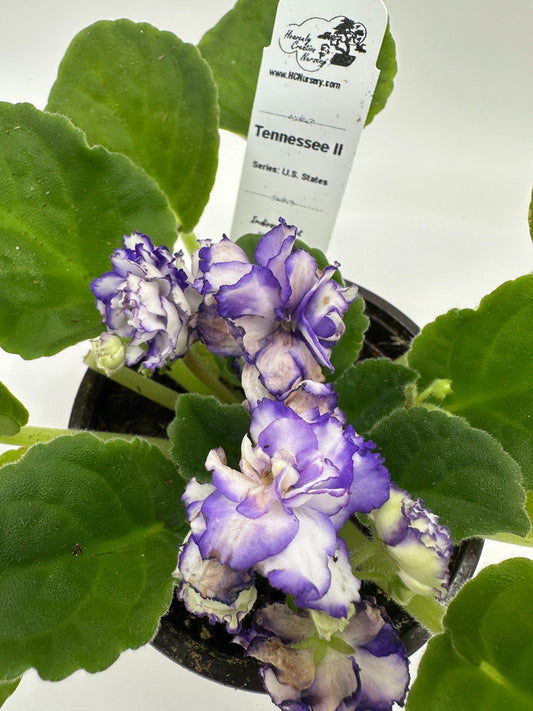 Tennessee II - Live African Violet 4" - Series: U.S. States