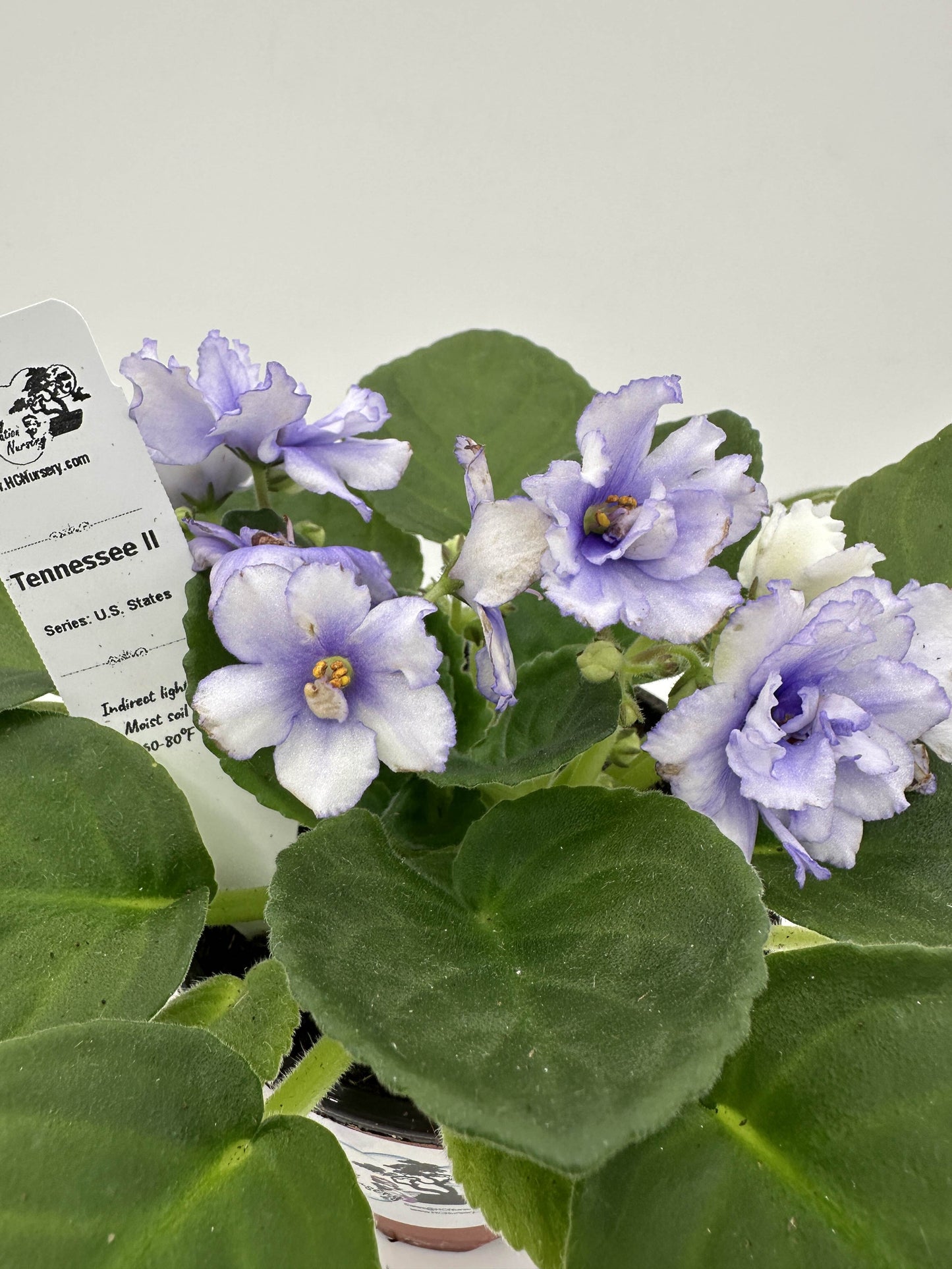 Tennessee II - Live African Violet 4" - Series: U.S. States