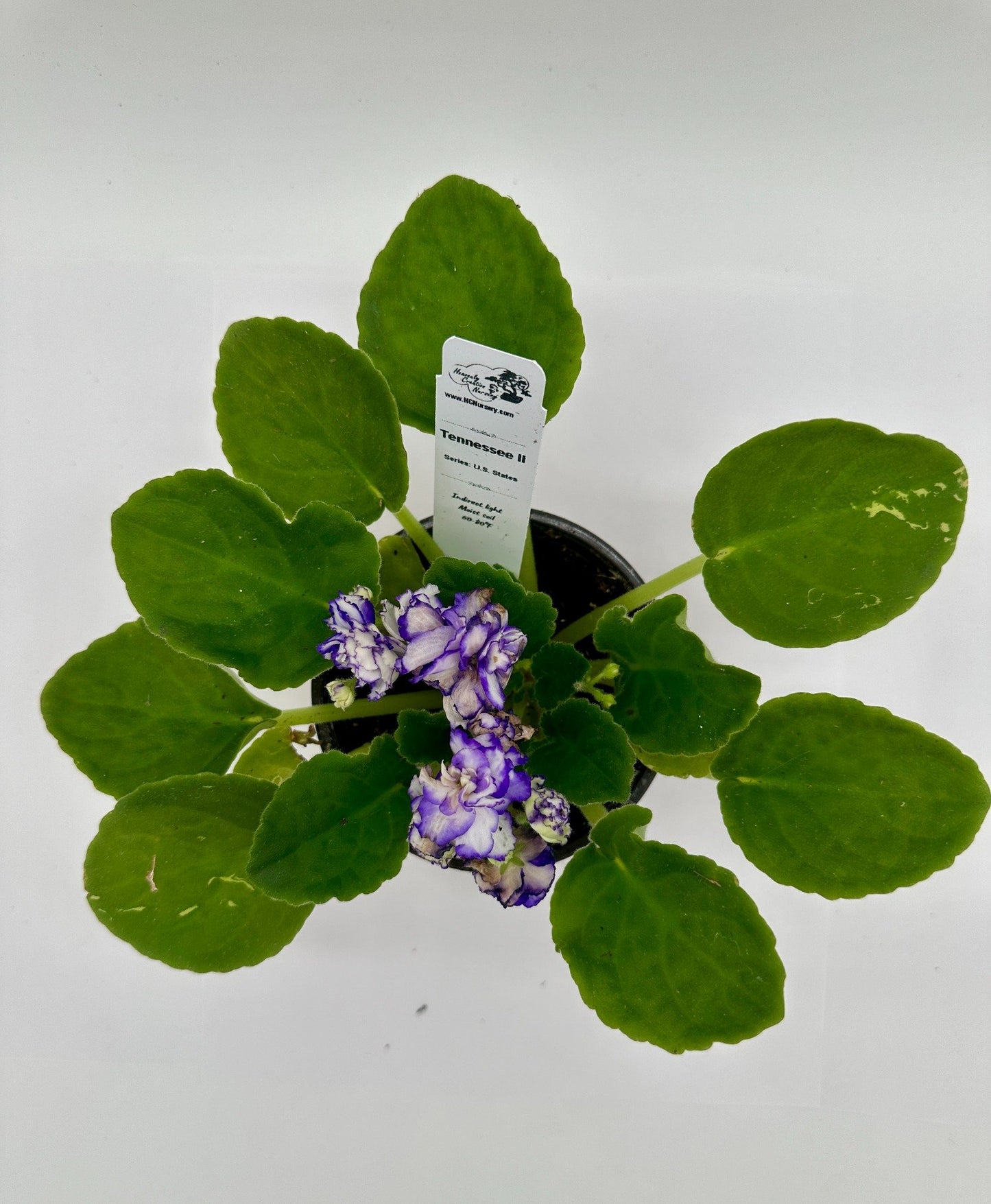 Tennessee II - Live African Violet 4" - Series: U.S. States