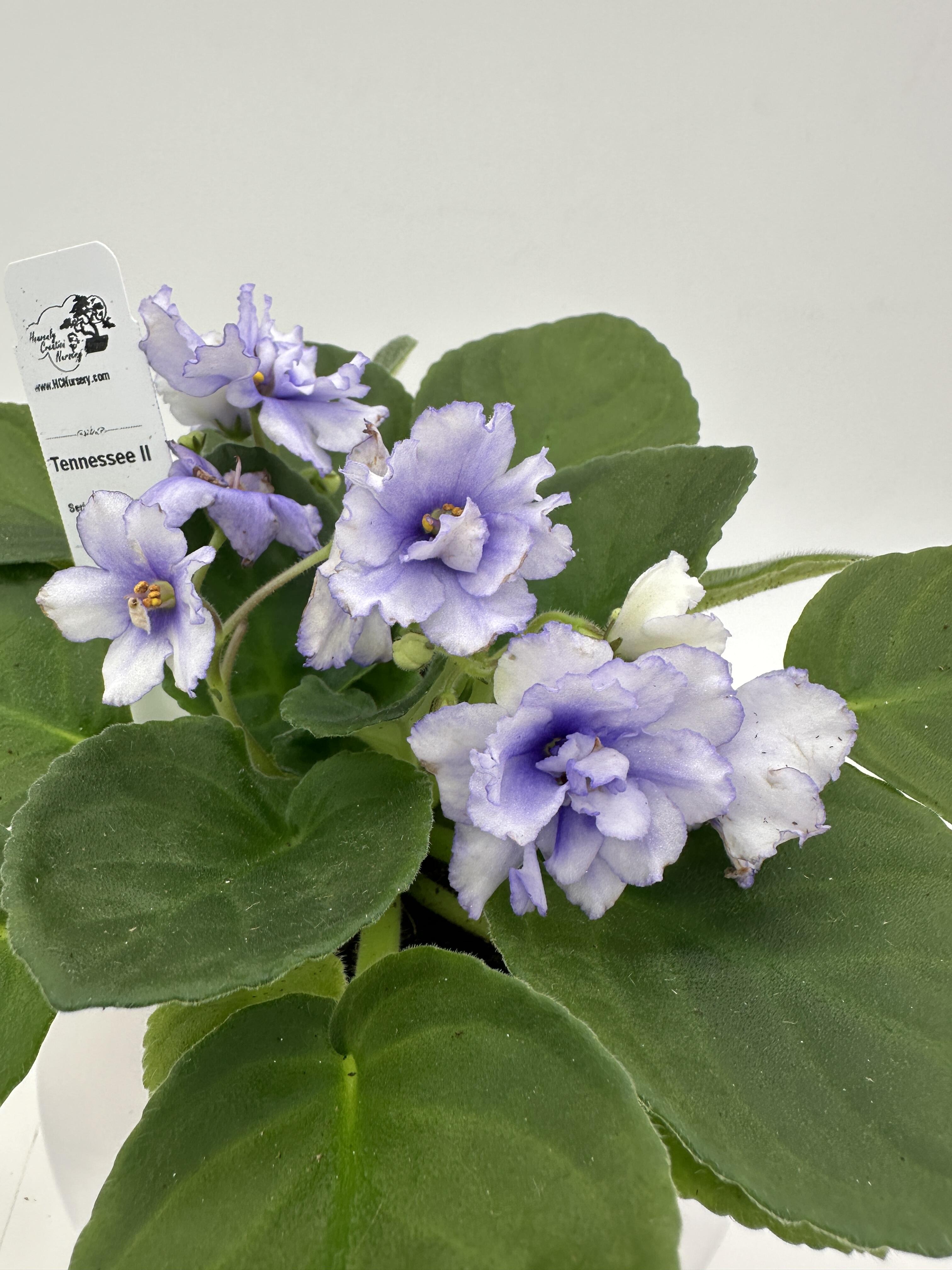 Tennessee II - Live African Violet 4