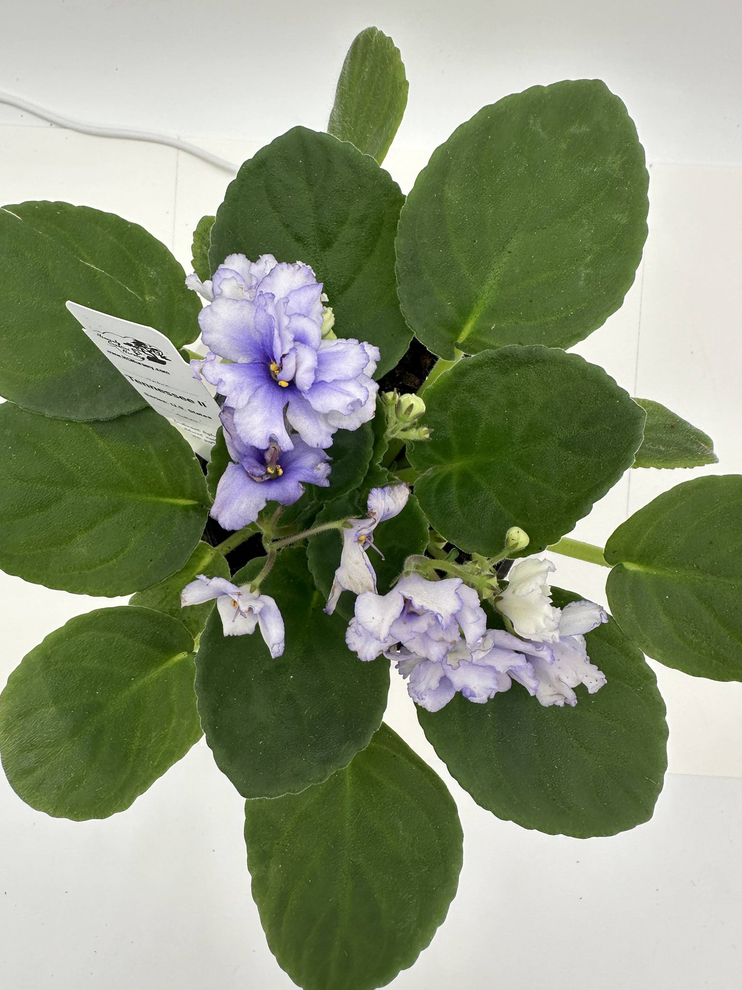 Tennessee II - Live African Violet 4" - Series: U.S. States