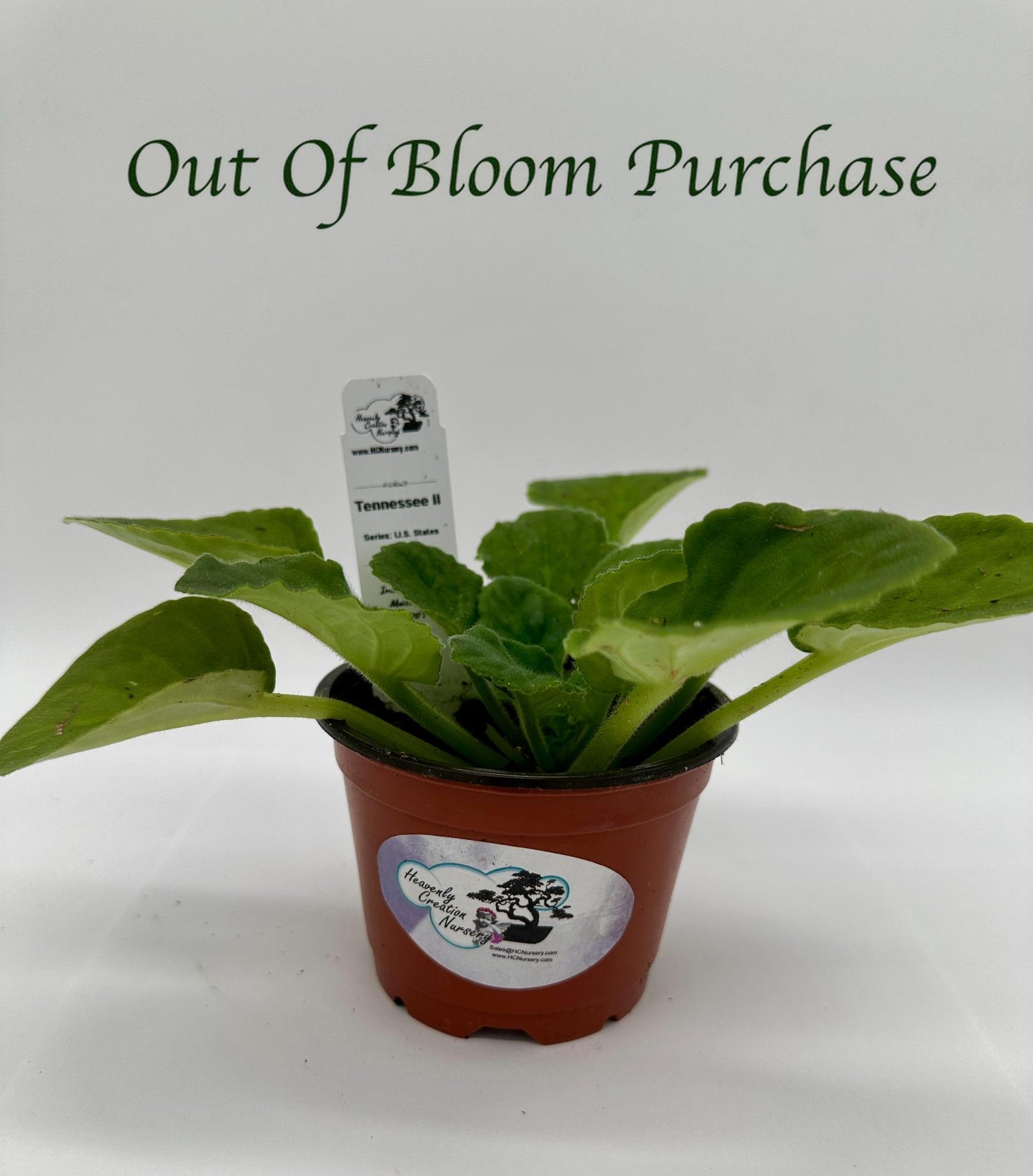 Tennessee II - Live African Violet 4" - Series: U.S. States