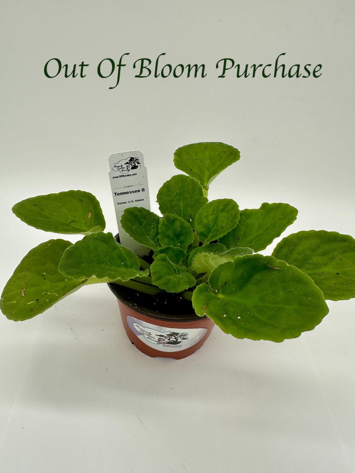 Tennessee II - Live African Violet 4" - Series: U.S. States