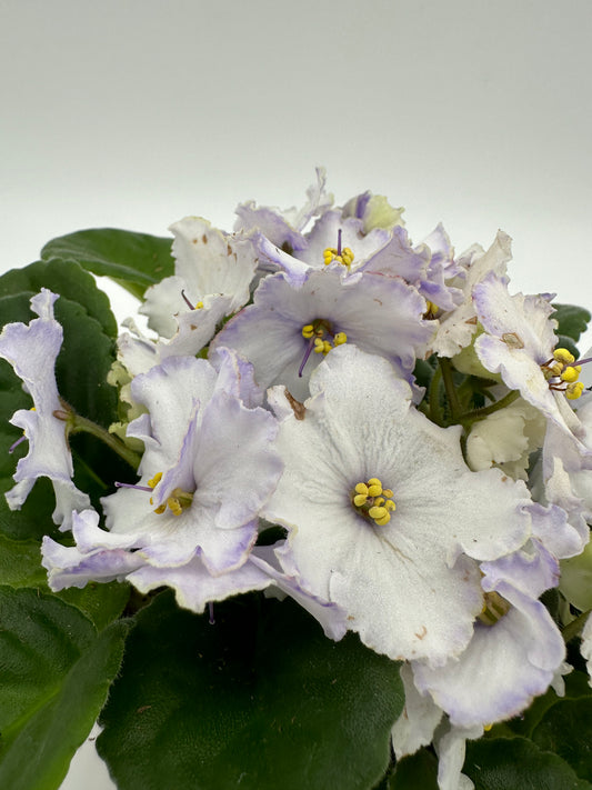 Tennessee II - Live African Violet 4" - Series: U.S. States