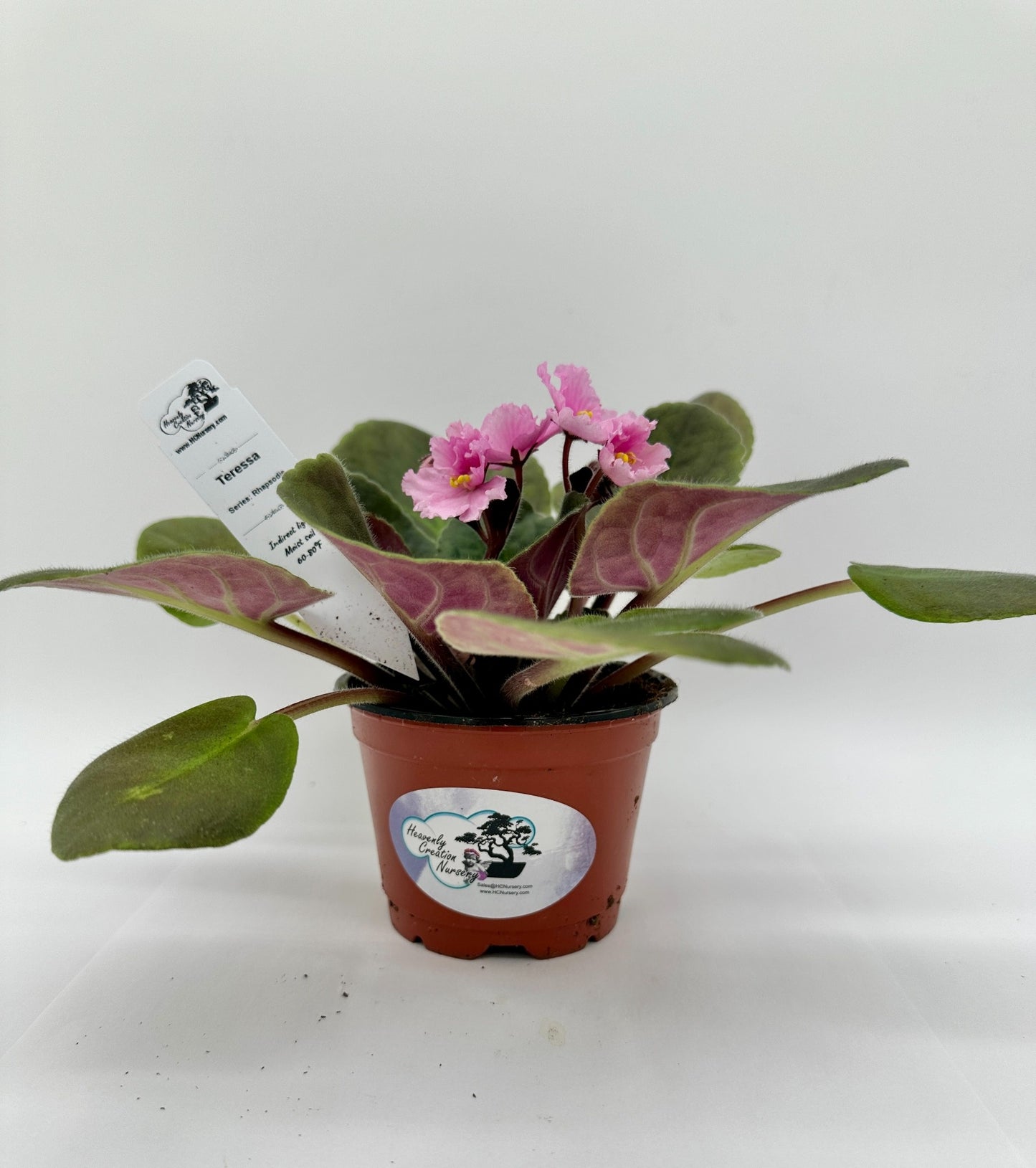 Teressa - Live African Violet 4" - Series: Rhapsodie
