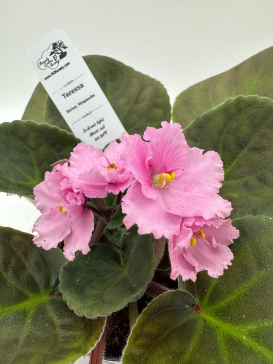 Teressa - Live African Violet 4" - Series: Rhapsodie