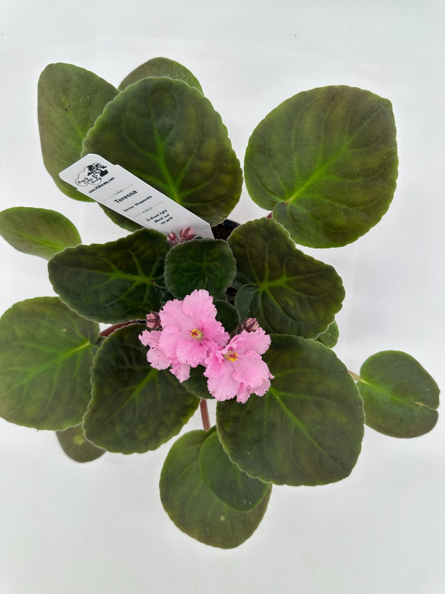 Teressa - Live African Violet 4" - Series: Rhapsodie