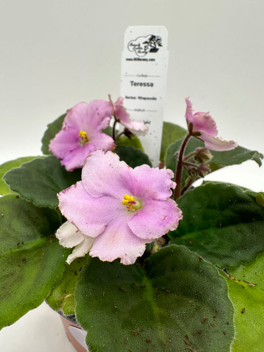 Teressa - Live African Violet 4" - Series: Rhapsodie