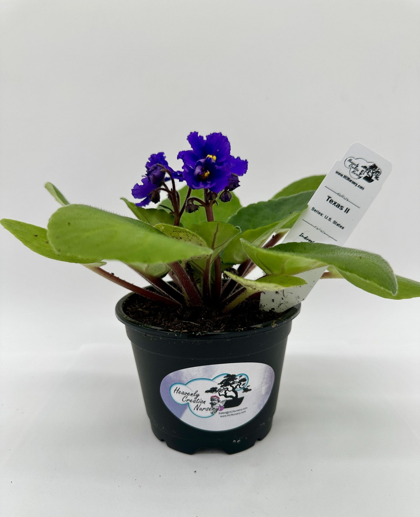 Texas II - Live African Violet 4" - Series: U.S. States