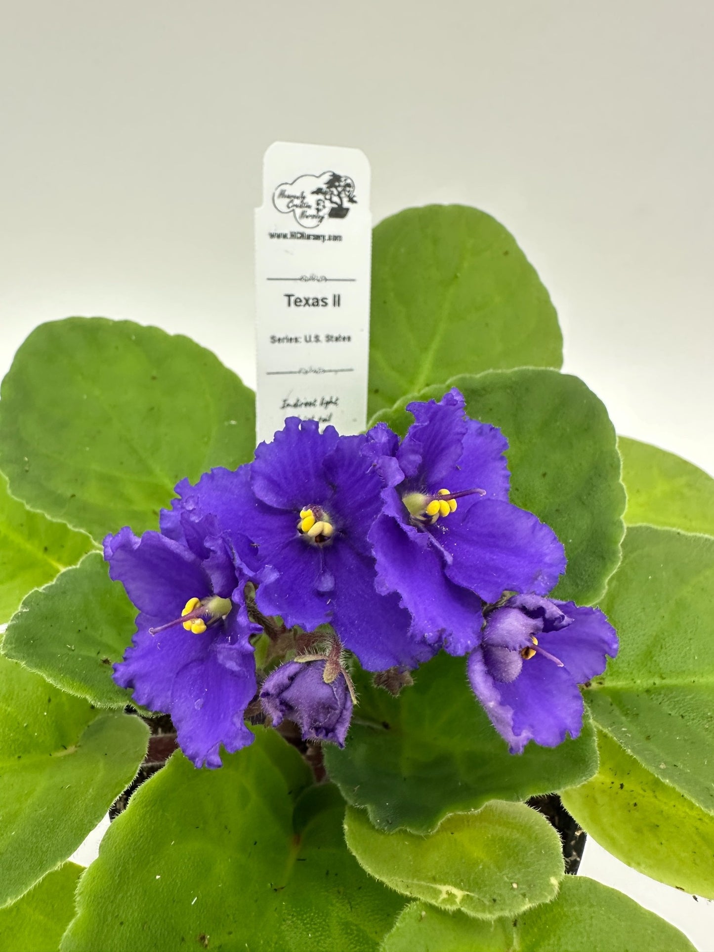 Texas II - Live African Violet 4" - Series: U.S. States