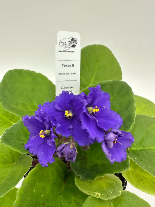 Texas II - Live African Violet 4" - Series: U.S. States