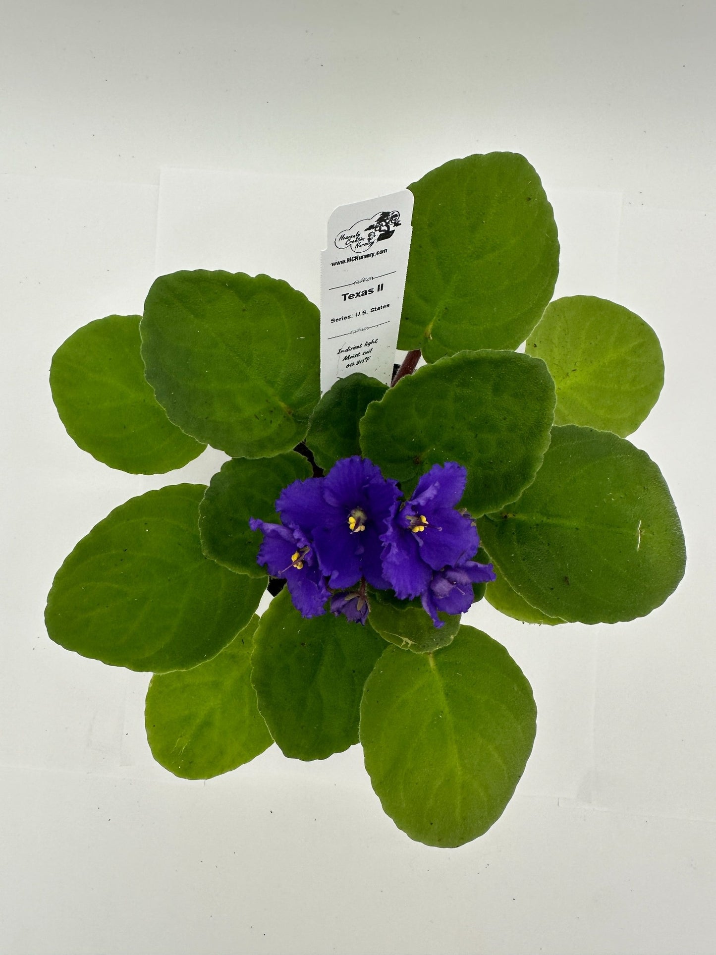 Texas II - Live African Violet 4" - Series: U.S. States