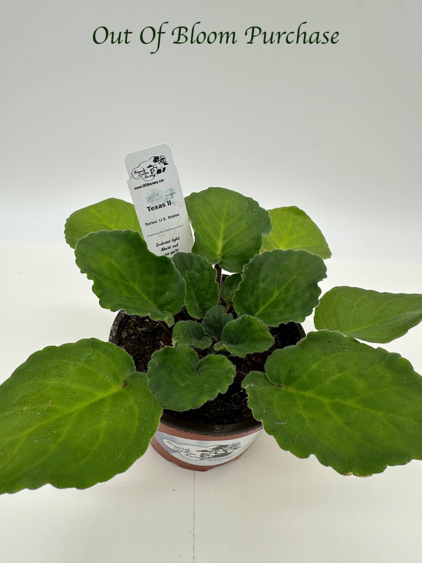 Texas II - Live African Violet 4" - Series: U.S. States