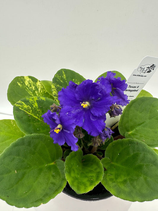 Texas II - Variegated (Rare) - Live African Violet 4" - Series: U.S. States