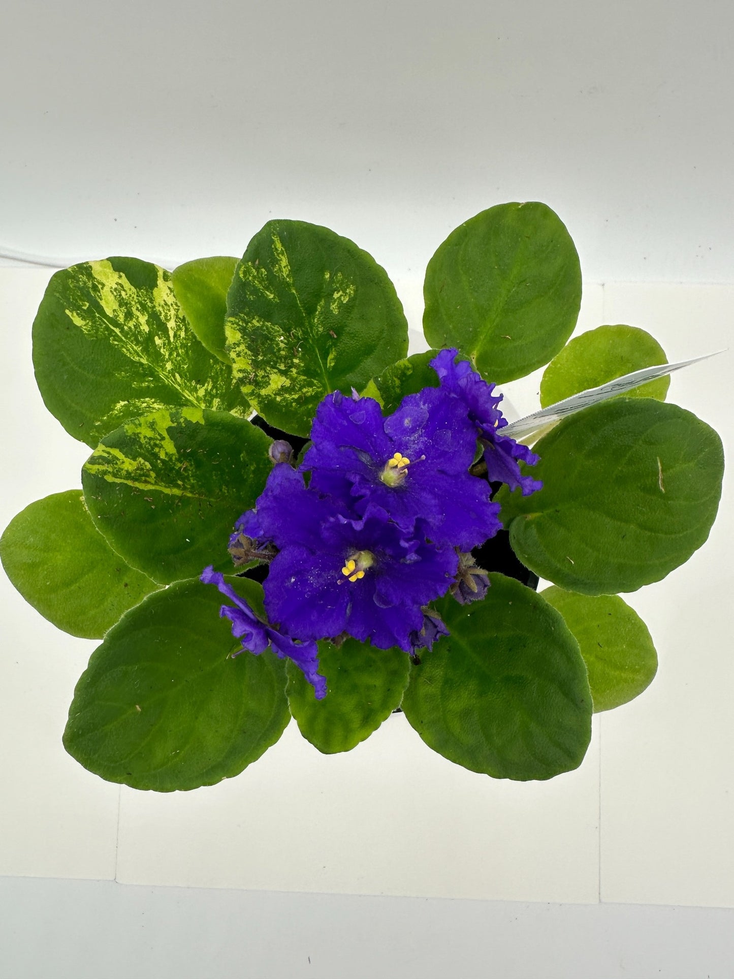 Texas II - Variegated (Rare) - Live African Violet 4" - Series: U.S. States